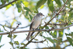 Ficedula hypoleuca