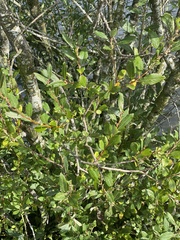 Salix atrocinerea
