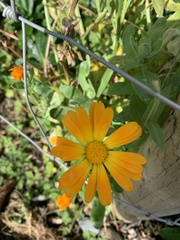 Calendula arvensis