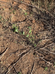 Pentarrhinum insipidum