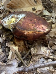 Neoboletus