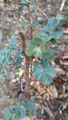 Hippocrepis emerus
