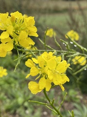 Rhamphospermum arvense