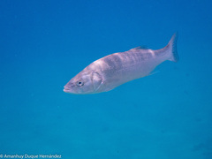 Dicentrarchus labrax