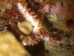 Coscinasterias tenuispina