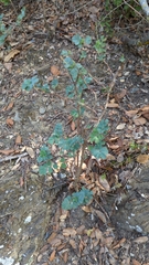 Hippocrepis emerus