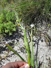 Asparagales
