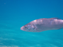 Dicentrarchus labrax