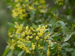 Acacia obliquinervia