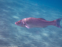 Dicentrarchus labrax