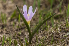 Colchicum
