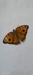 Junonia almana