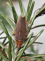 Balta bicolor