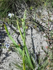 Asparagales