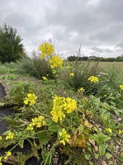 Rhamphospermum arvense