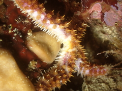 Coscinasterias tenuispina