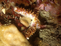 Coscinasterias tenuispina