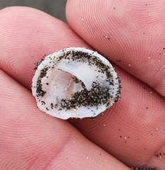 Sigapatella novaezelandiae