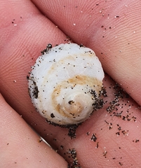 Sigapatella novaezelandiae