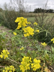 Rhamphospermum arvense