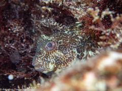 Parablennius pilicornis