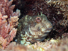 Parablennius pilicornis