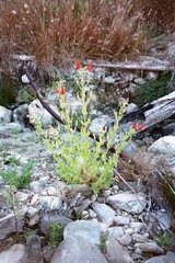 Erythranthe cardinalis