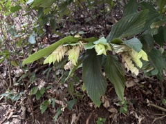 Flemingia strobilifera