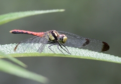 Sympetrum risi
