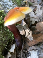 Ganoderma