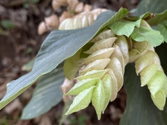 Flemingia strobilifera