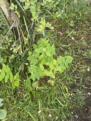 Hypericum androsaemum