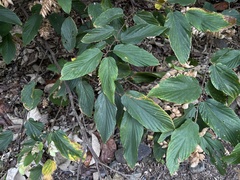 Flemingia strobilifera