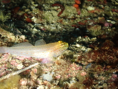 Gobius xanthocephalus