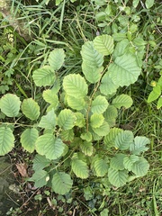 Alnus glutinosa