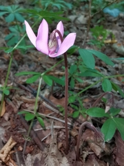 Cyclamen purpurascens