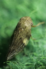 Aphrophora alni