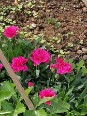 Dianthus caryophyllus
