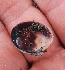 Austrovenus stutchburyi