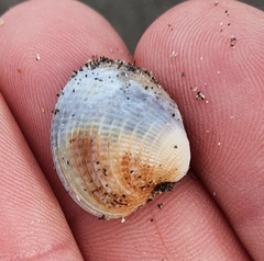 Austrovenus stutchburyi
