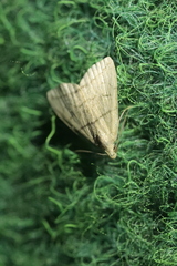 Herminia grisealis