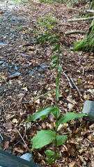 Epipactis helleborine