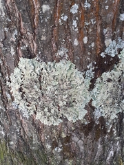 Flavoparmelia soredians
