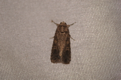 Spodoptera exigua