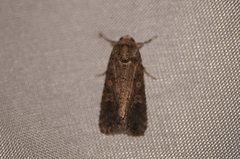 Spodoptera exigua