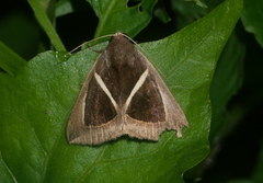 Chalciope mygdon