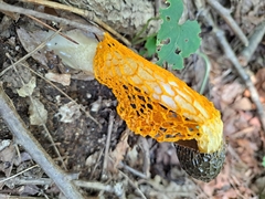 Phallus luteus