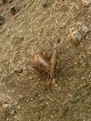 Bradybaena similaris
