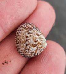 Coelotrochus tiaratus