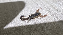 Centruroides margaritatus